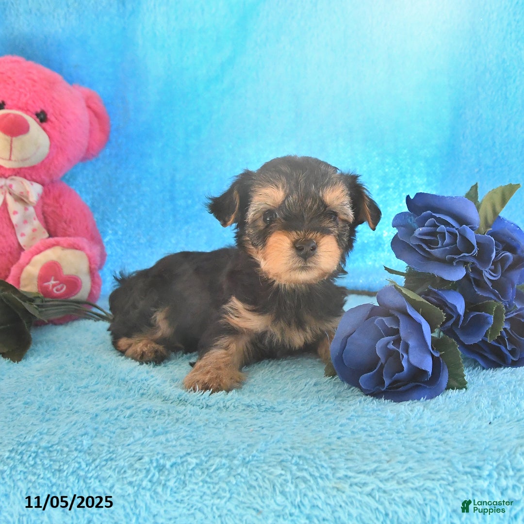 Yorkshire Terrier dogs for sale: Jackie - Ad 2