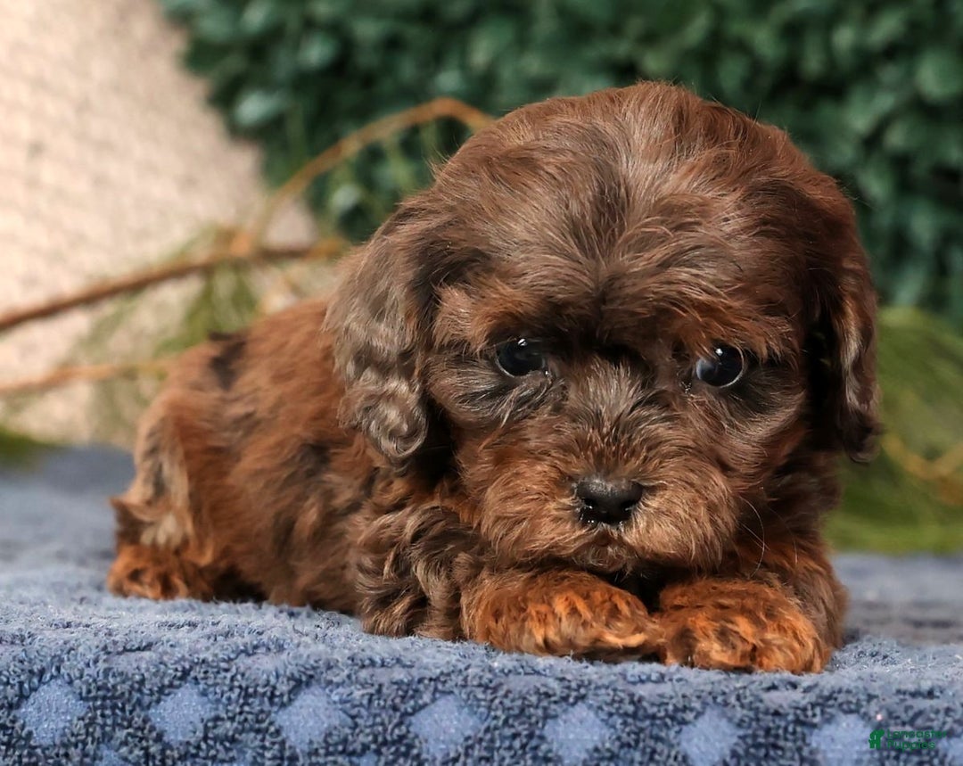 Cavapoo dogs for sale: Lincoln - Ad 2
