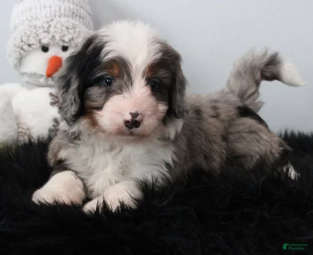 Gallery Image {{count}}