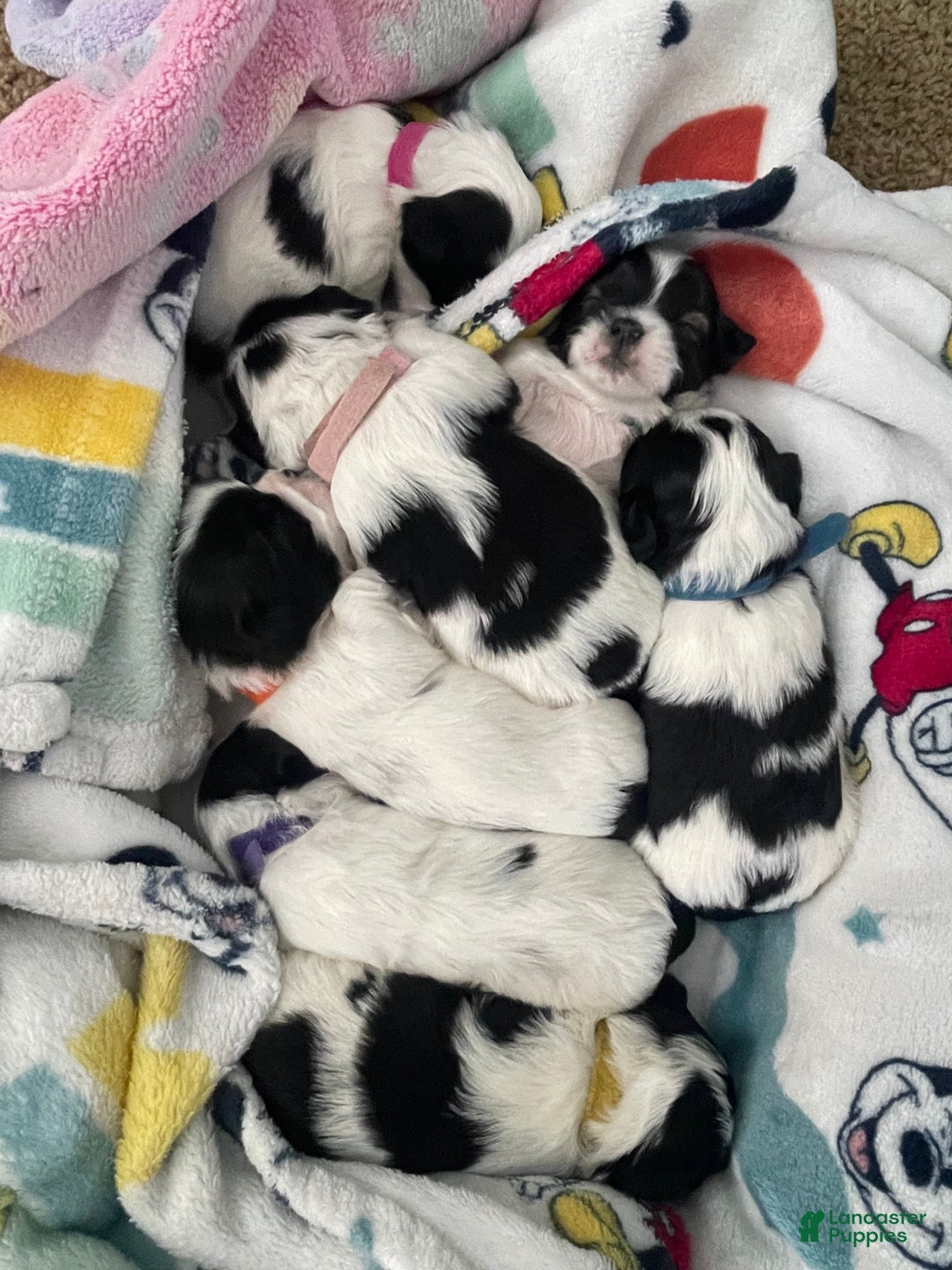 Mixed Breed dogs for sale: Poppy - Ad 2