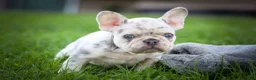 French Bulldog dogs for sale: 🐾 Meet Knox — A Happy Little Frenchie with Plenty of Love to Give! 🐾 - Ad 5