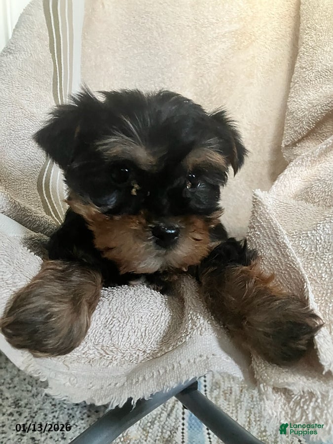 Yorkshire Terrier dogs for sale: Lucy - Ad 2