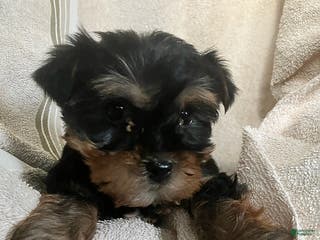 Yorkshire Terrier dogs for sale: Lucy - Ad 2