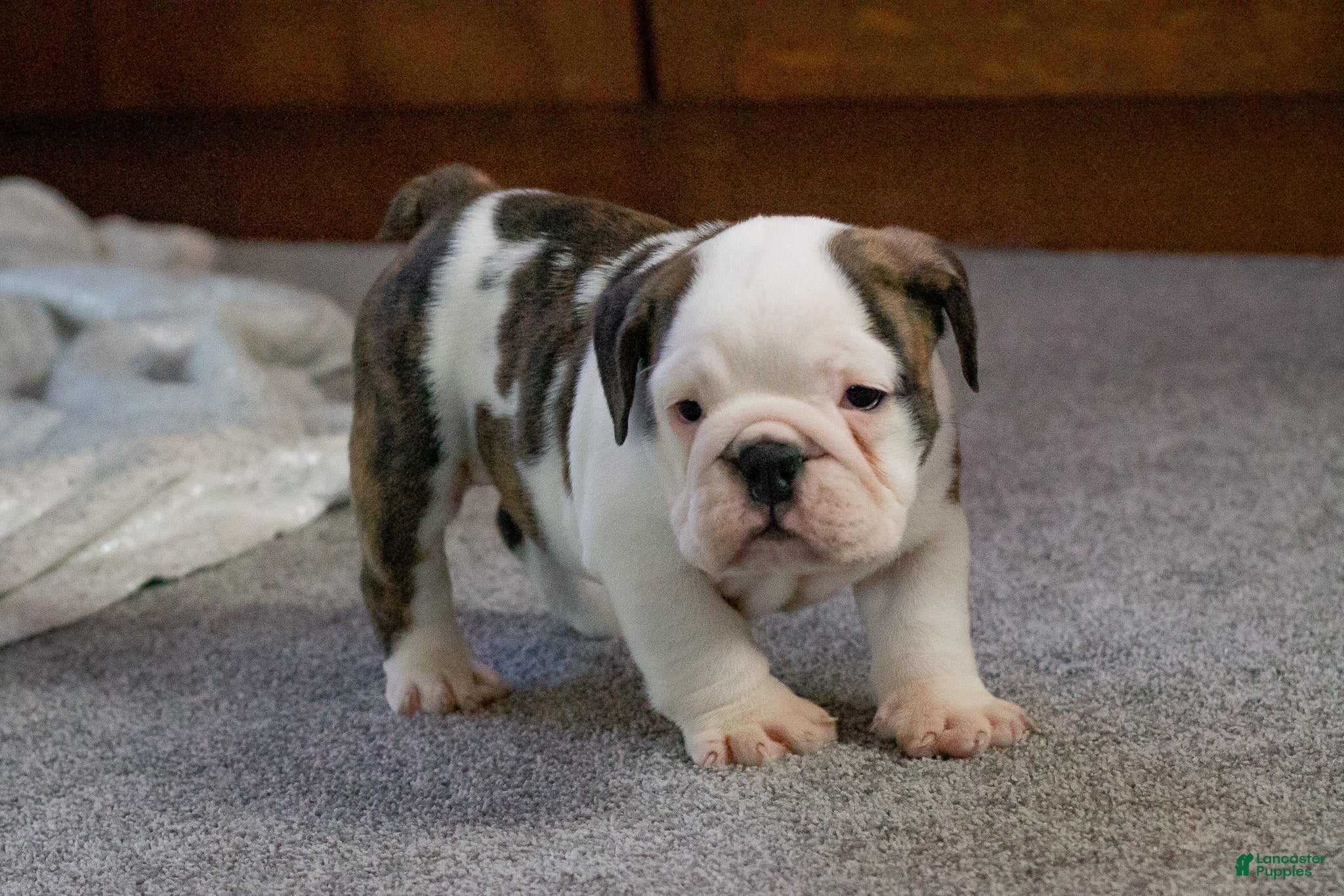 English Bulldog dogs Lucy - Ad 35