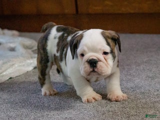 English Bulldog dogs Lucy - Ad 19