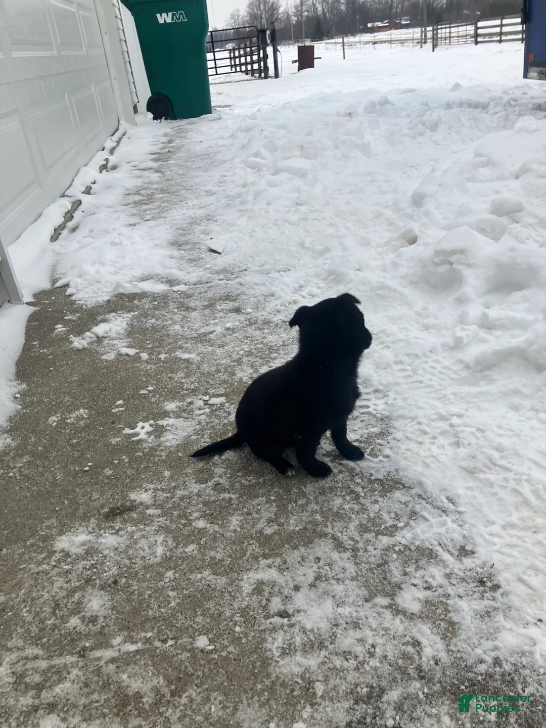 Mixed Breed dogs for sale: Bobby - Ad 2