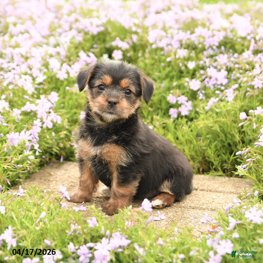 Mixed Breed dogs for sale: Diamond - Ad 1