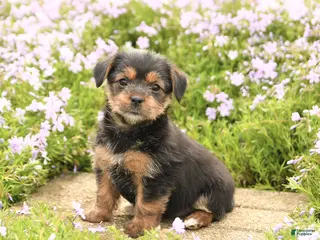 Mixed Breed dogs for sale: Diamond - Ad 1