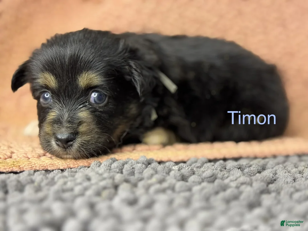 Miniature Australian Shepherd dogs for sale: Timon - Ad 1