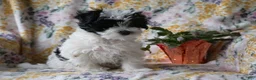 Mixed Breed dogs for sale: Patches  - Ad 3