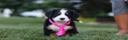 Bernese Mountain Dog dogs for sale: Juliette - Ad 7