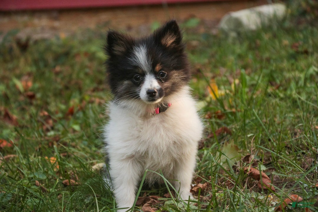 Pomeranian dogs for sale: Artemis Pomeranian  - Ad 2