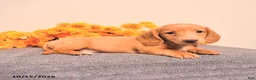 Miniature Dachshund dogs for sale: Odin - Ad 3