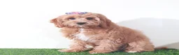 Cavapoo dogs for sale: Clover Stunning Female Cavapoo Puppy - Ad 5