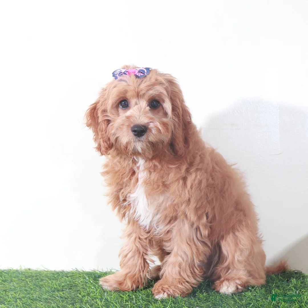 Cavapoo dogs for sale: Clover Stunning Female Cavapoo Puppy - Ad 5