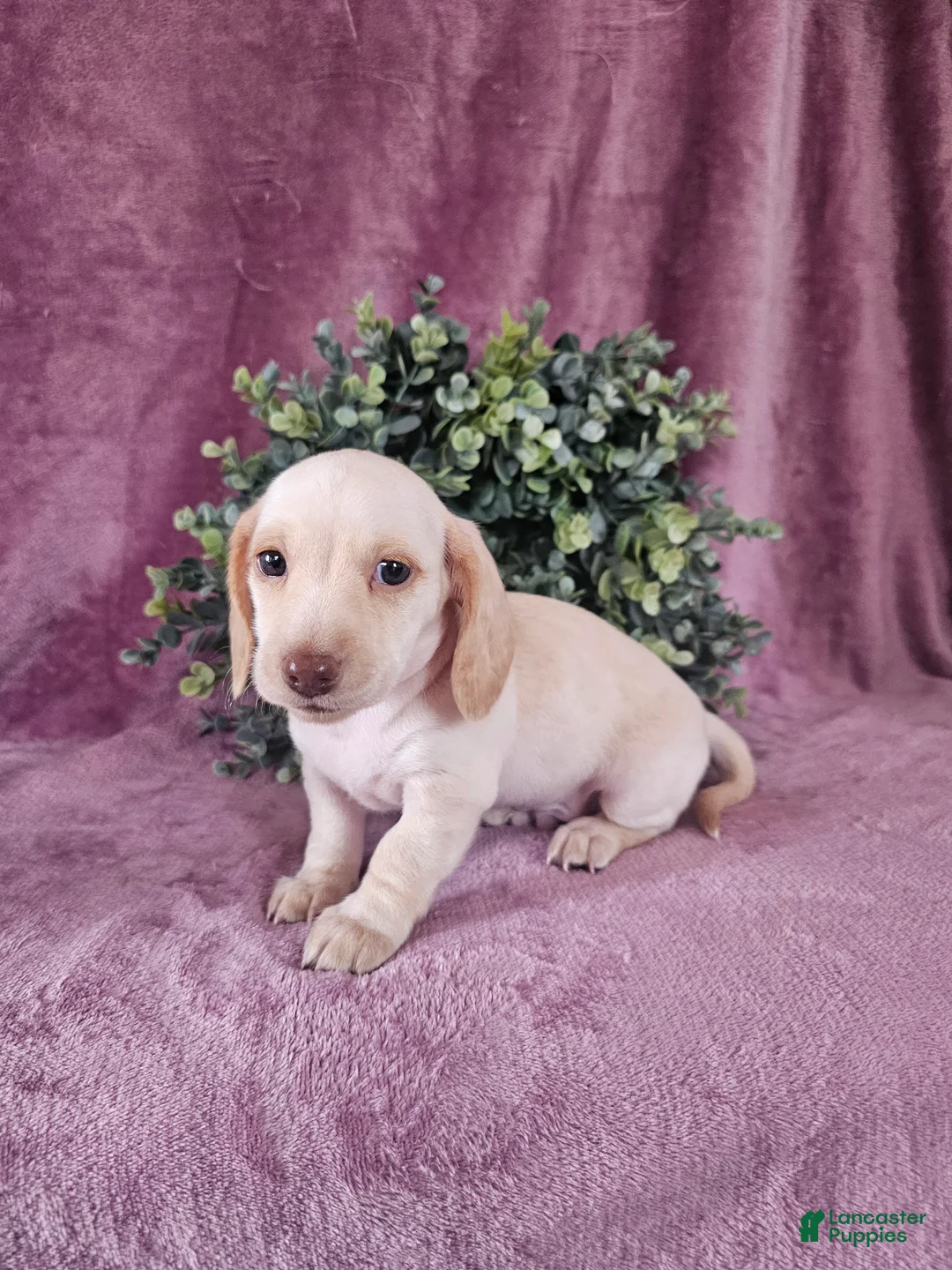 Dachshund dogs for sale: Bruno - Ad 6