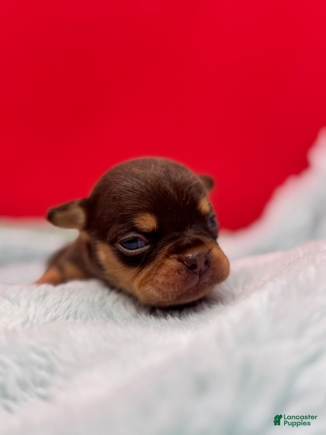 French Bulldog dogs for sale: French Bulldog Puppy 3 - Ad 5