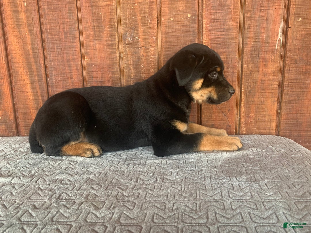 Mixed Breed dogs for sale: buddy - Ad 2
