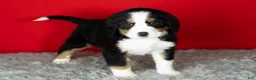 Bernese Mountain Dog dogs for sale: Buddy  - Ad 3