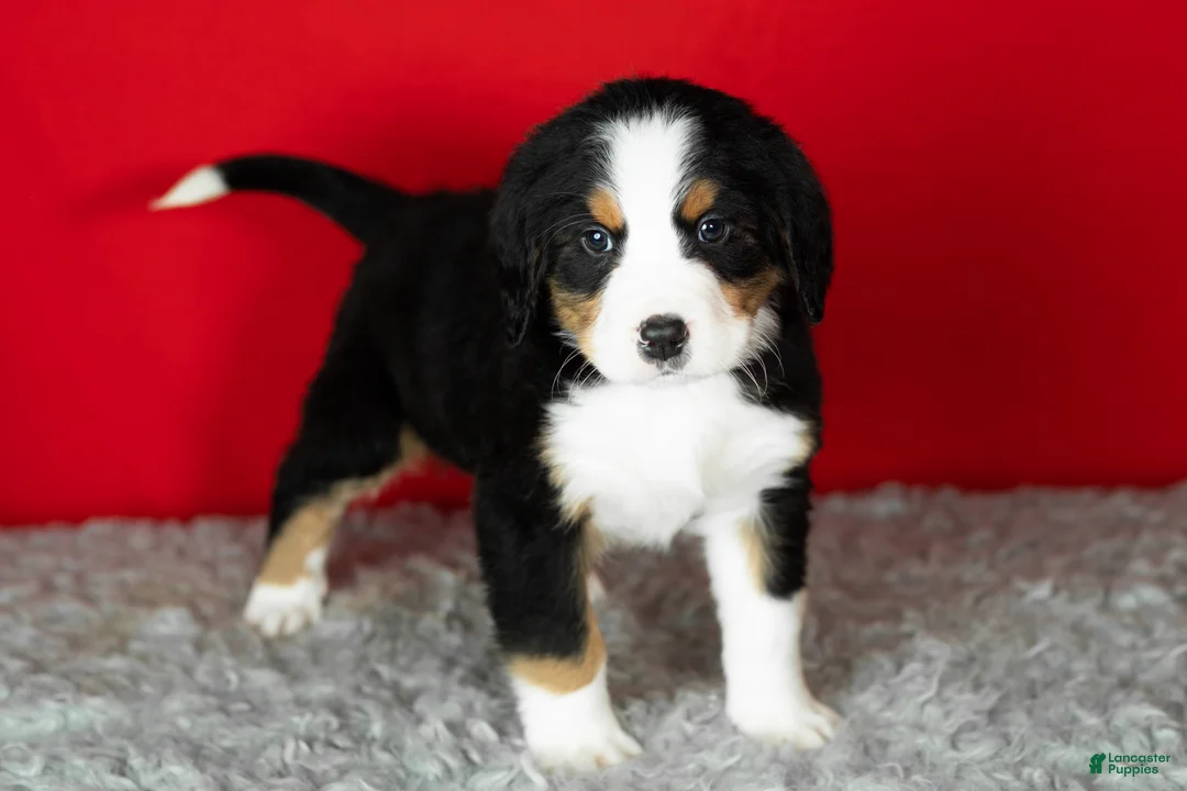 Bernese Mountain Dog dogs for sale: Buddy  - Ad 3