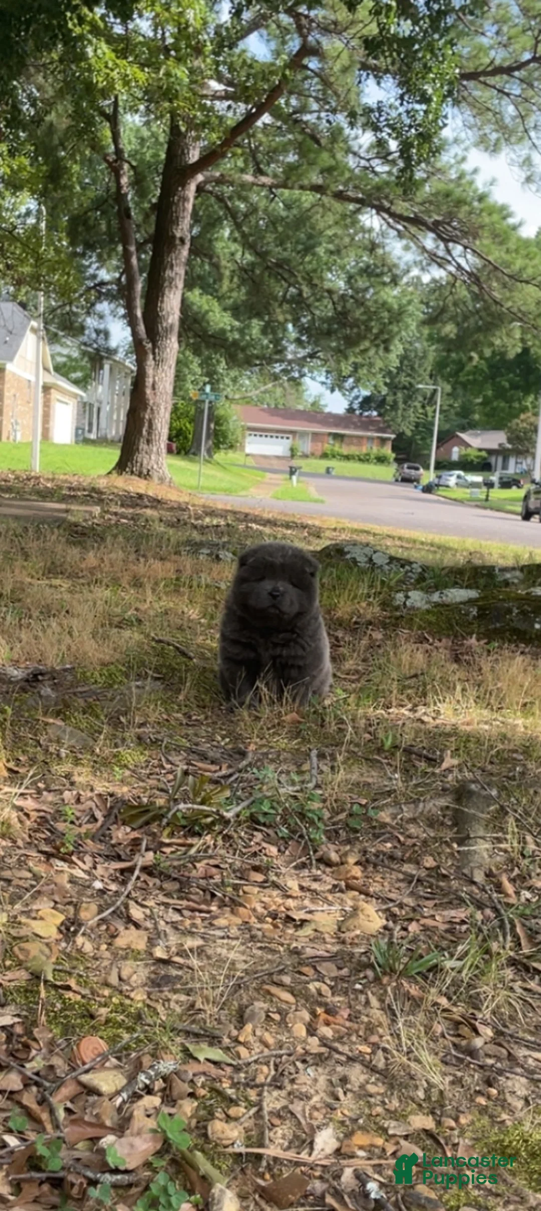 Chow Chow dogs for sale: Blue female  - Ad 2