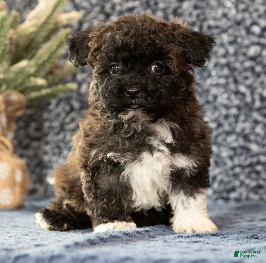 Havapoo dogs for sale: Garrett - Ad 7