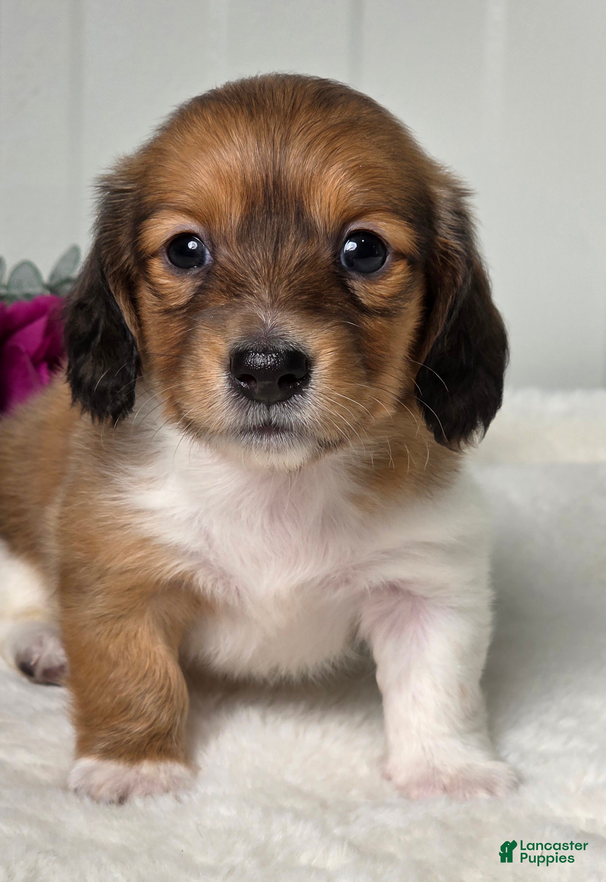 Miniature Dachshund dogs Autumn  - Ad 1