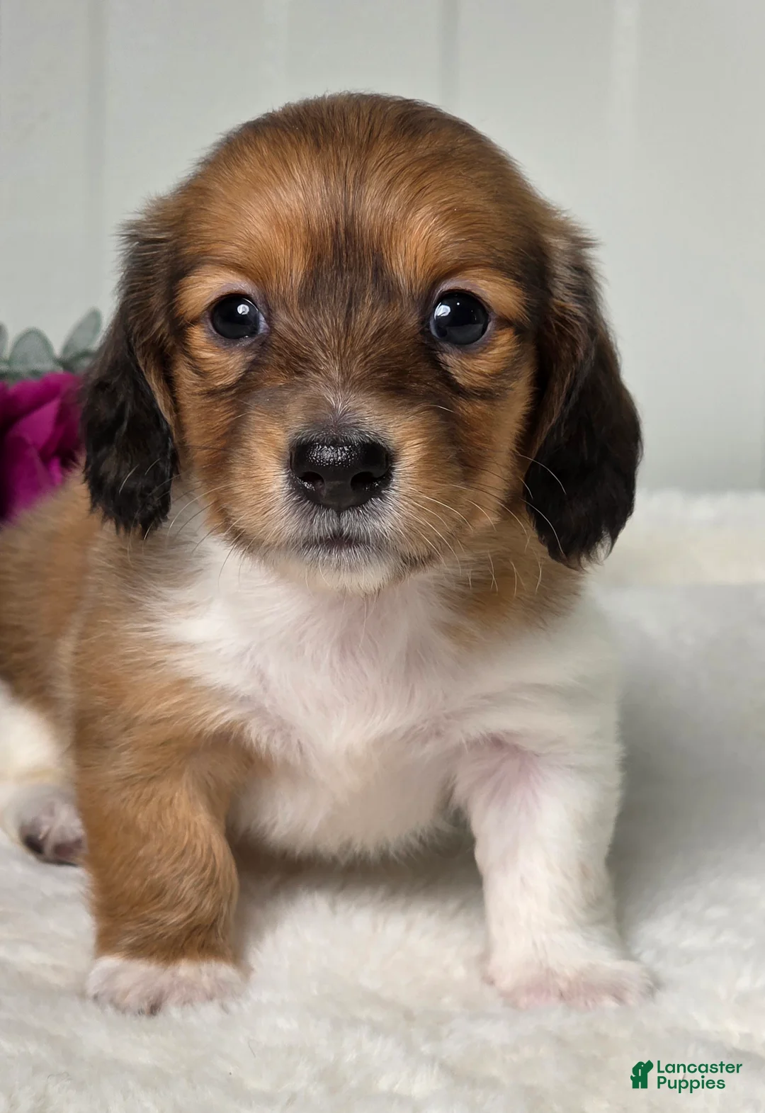 Miniature Dachshund dogs for sale: Autumn  - Ad 1