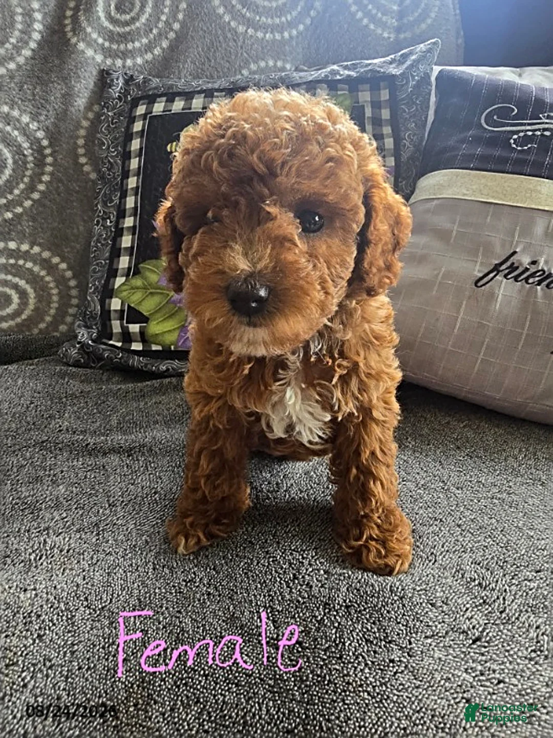 Miniature Poodle dogs for sale: Lollipop - Ad 1