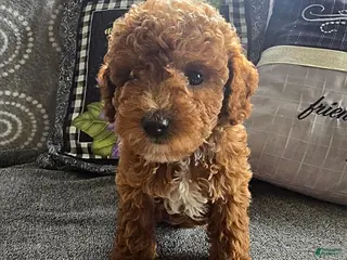 Miniature Poodle dogs Lollipop - Ad 35