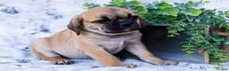 Puggle dogs for sale: Bella - Ad 3