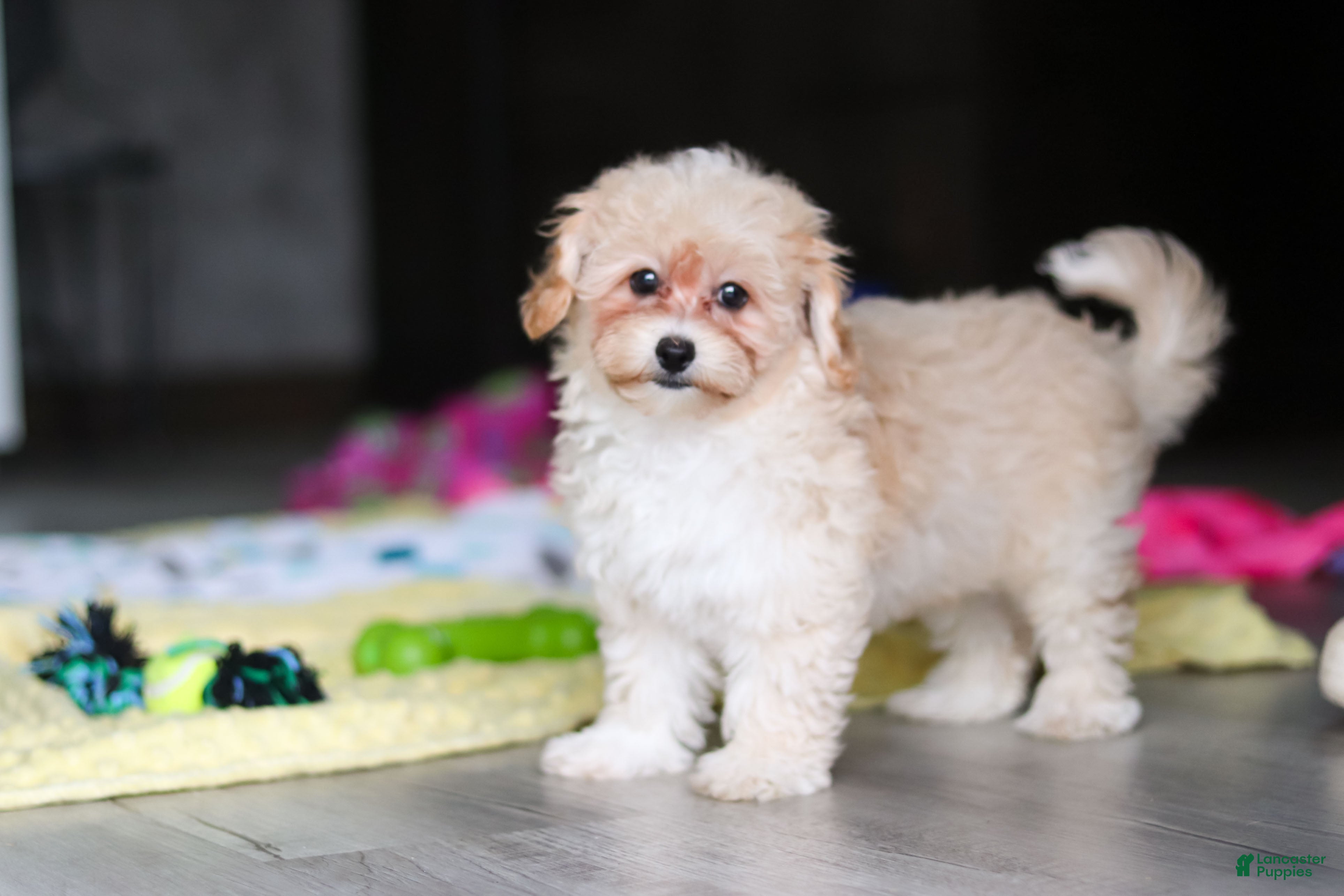 Havapoo dogs Nicole - Ad 2