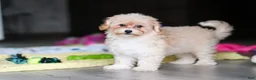 Havapoo dogs for sale: Brodie - Ad 12