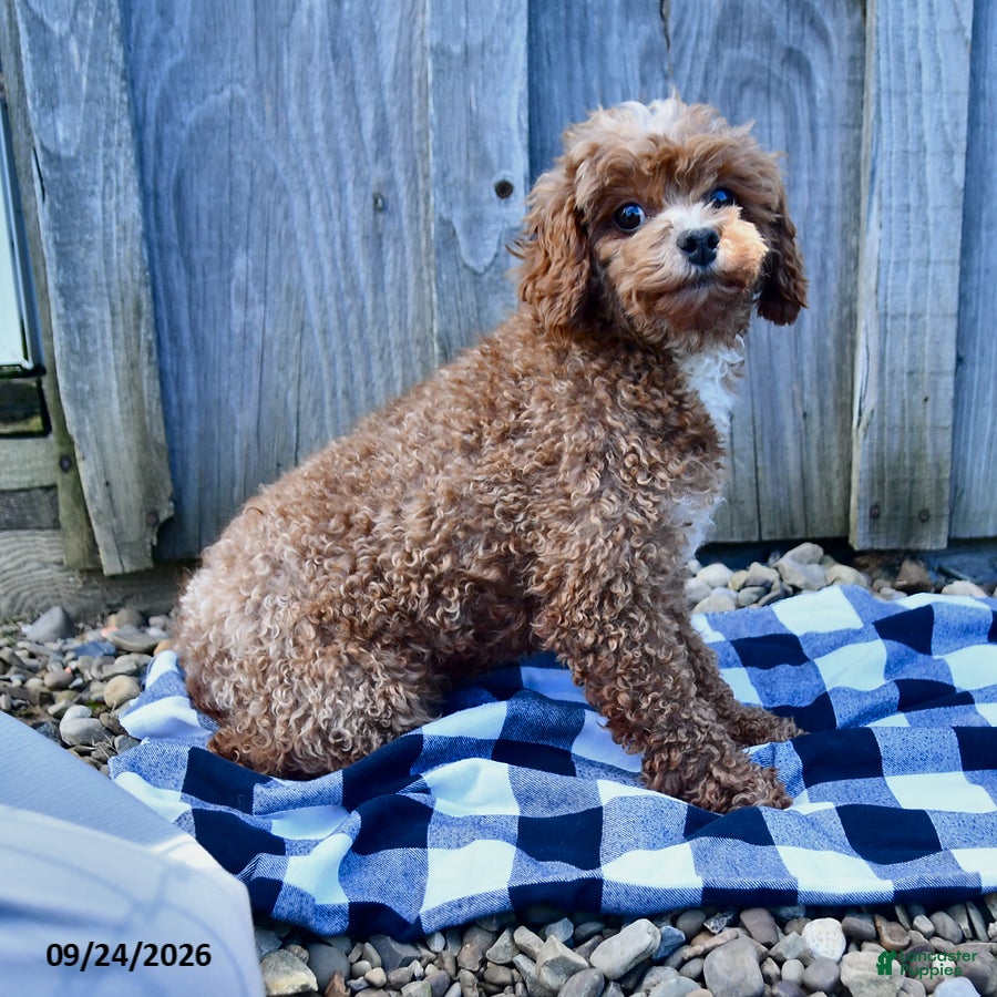 Toy Poodle dogs Trecia - Ad 1