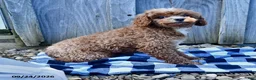 Toy Poodle dogs for sale: Trecia - Ad 1
