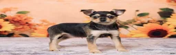 Chihuahua dogs for sale: Sally - Ad 4