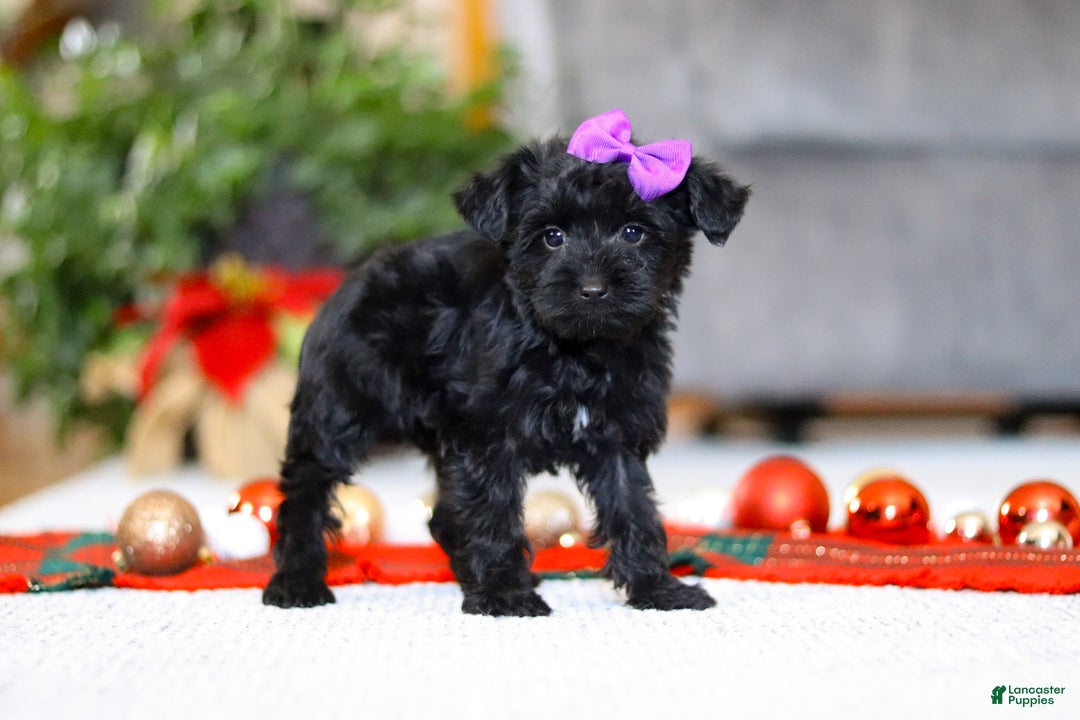 Yorkiepoo dogs for sale: Annie - Ad 4