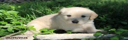 Golden Retriever dogs for sale: Harley - Ad 5