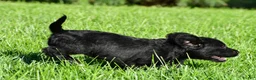 Labradoodle dogs for sale: Sasha - Ad 2