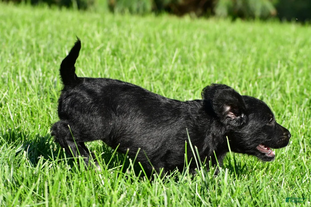 Labradoodle dogs for sale: Sasha - Ad 2