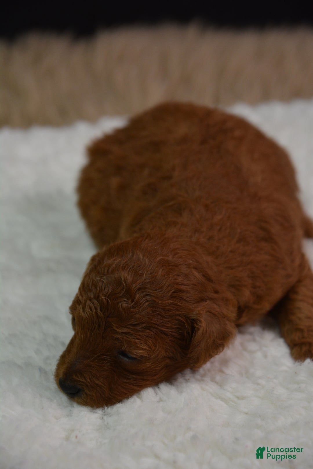 Toy Poodle dogs for sale: Toy Poodle Puppy 2 - Ad 9