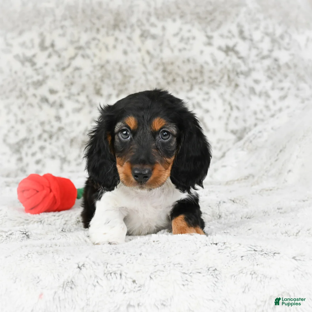 Miniature Dachshund dogs for sale: Charlie - Ad 5