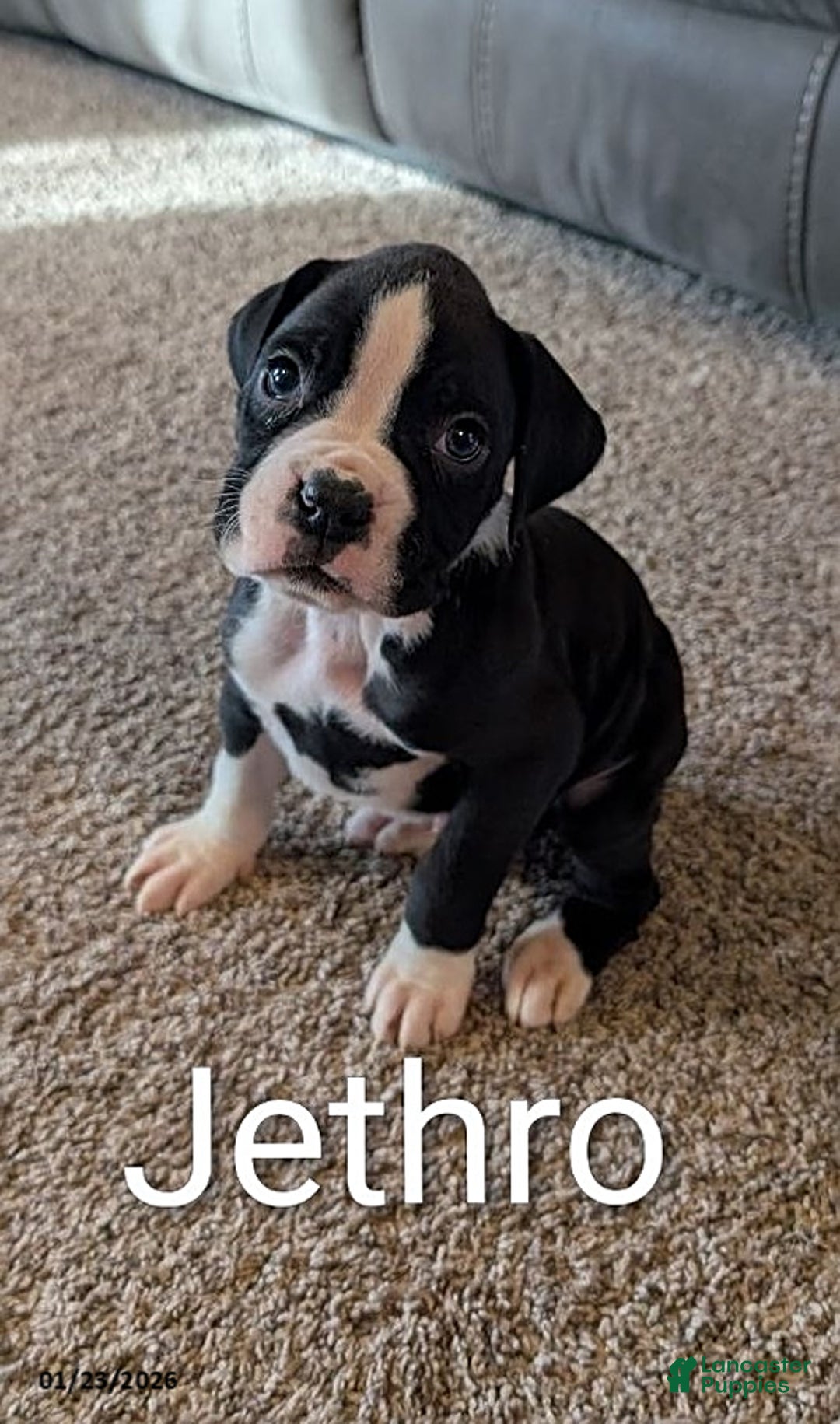 Boxer dogs for sale: Jethro - Ad 1