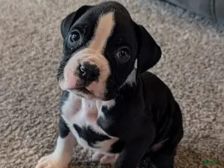 Boxer dogs Jethro - Ad 13