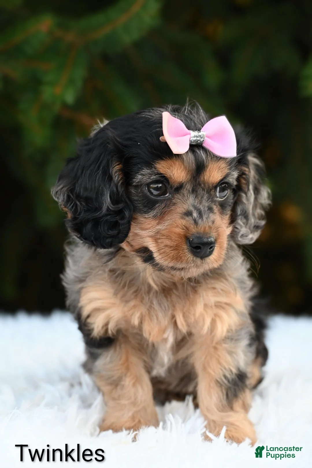 Cavapoo dogs for sale: Twinkles - Ad 4