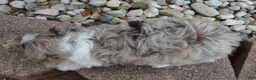 Mini Aussiedoodle dogs for sale: Mini Asher - Ad 13