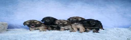 Shorkie dogs for sale: SALLY - Ad 19