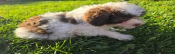 Havanese dogs for sale: Havanese 26105-05 (Female) - Ad 3