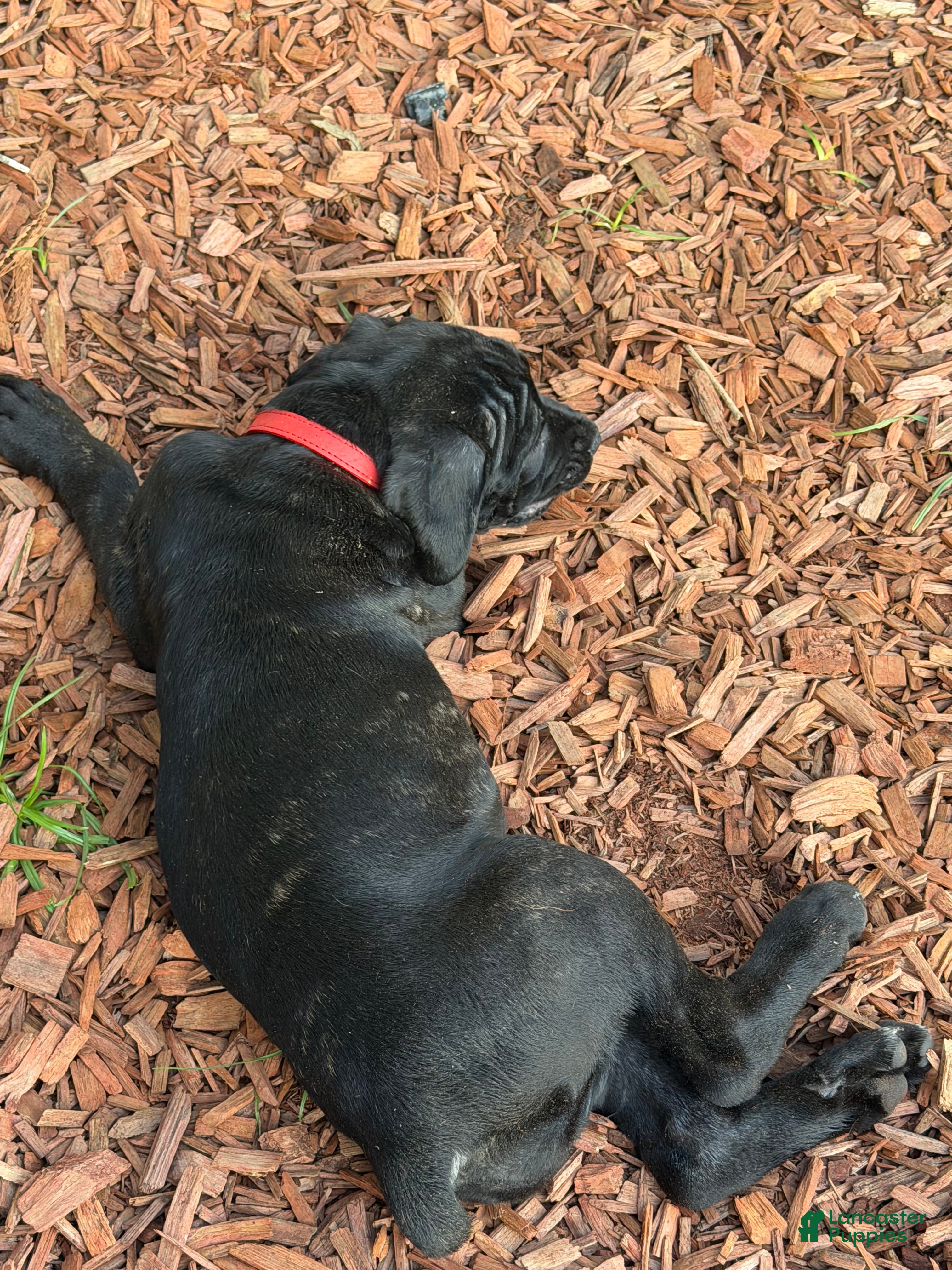 Cane Corso dogs Princess Tiana - Ad 2