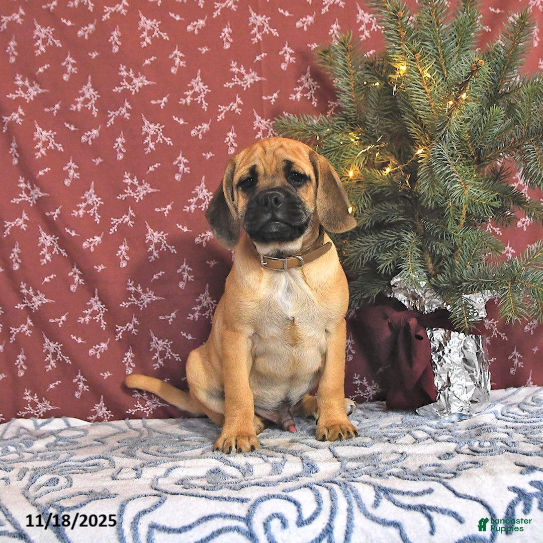 Puggle dogs for sale: Hosea - Ad 3